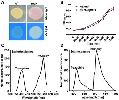 Imaging the NADH:NAD+ Homeostasis for Understanding the Metabolic Response of Mycobacterium to Physiologically Relevant Stresses